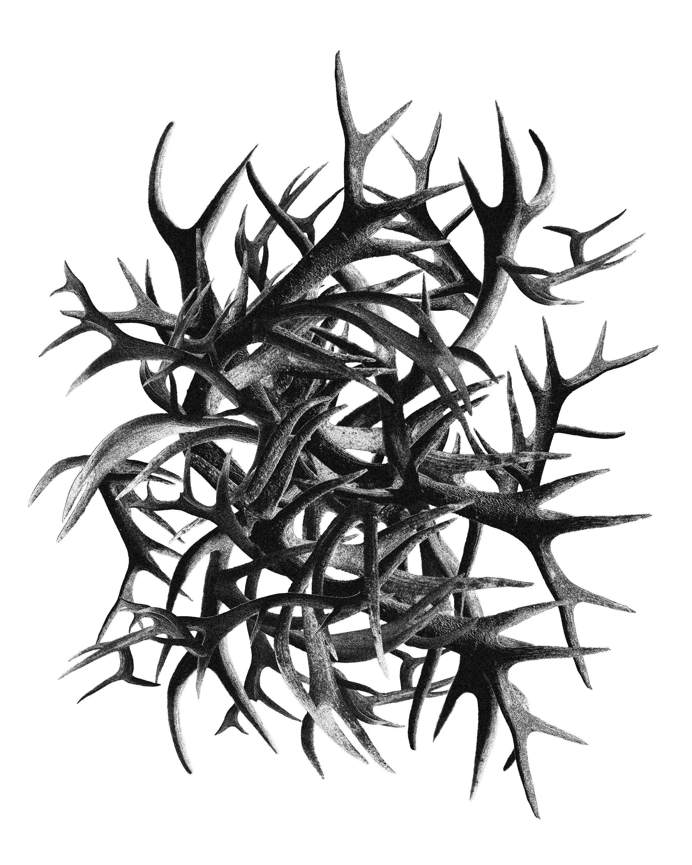 Collage of black deer antlers on white background
