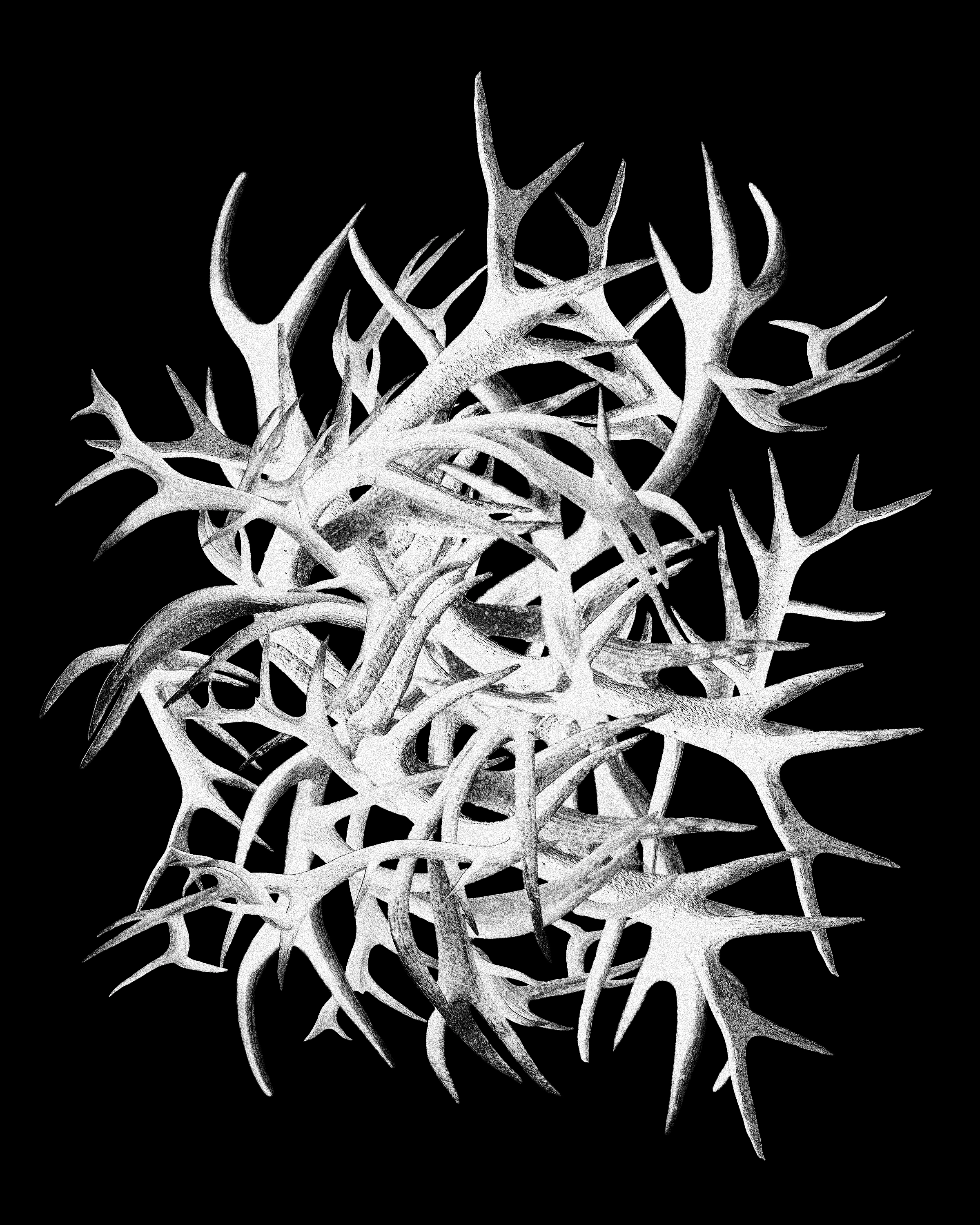 Collage of white deer antlers on black background