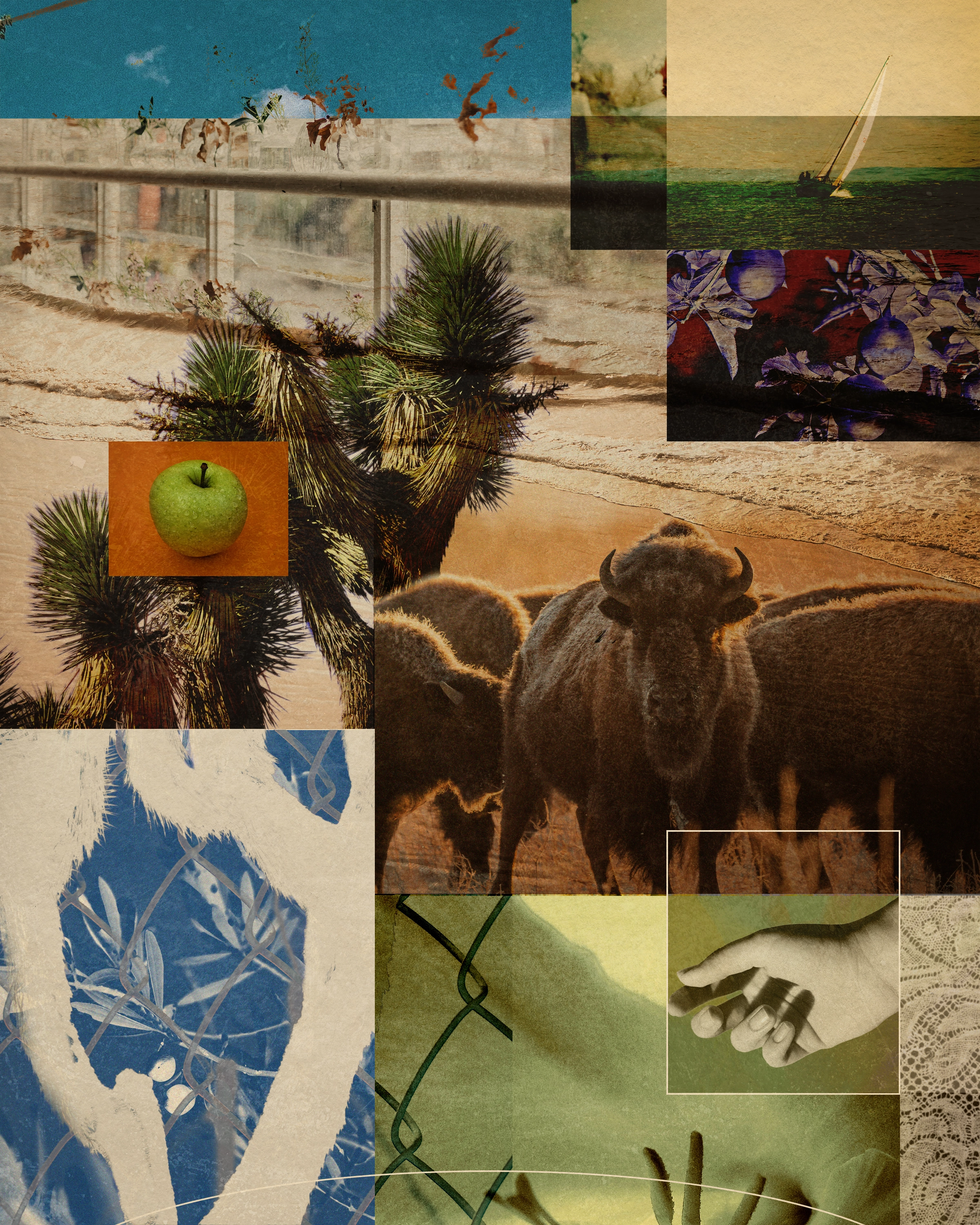 Collage of trees, sailboat and animals.